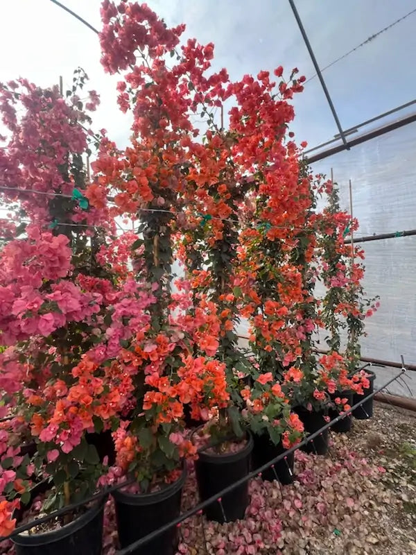 15 gallon Bougainvillea Rosenka staked showing pink and orange color-changing bracts — Phoenix, AZ