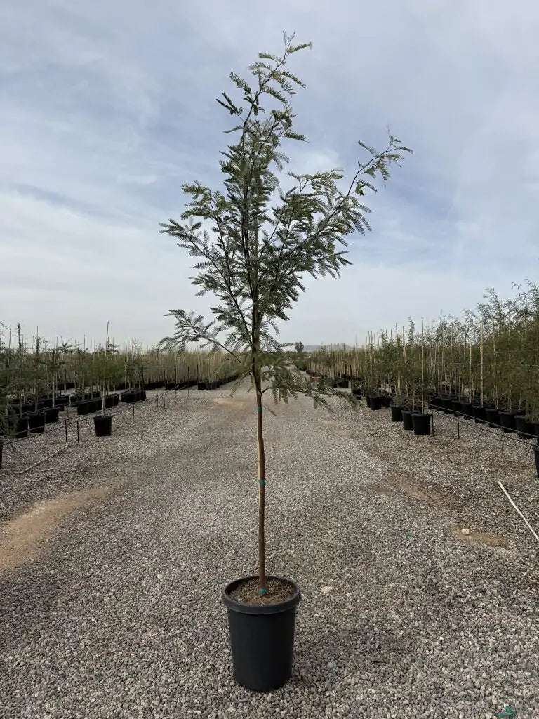 15 gallon Chilean Mesquite (Prosopis chilensis) in black nursery pot at Three Timbers nursery — Phoenix, AZ