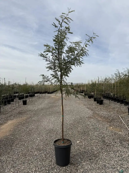 15 gallon Chilean Mesquite (Prosopis chilensis) in black nursery pot at Three Timbers nursery — Phoenix, AZ