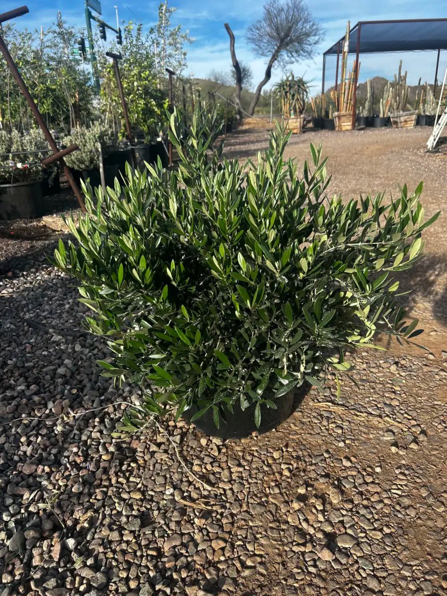 15 gallon Dwarf Olive (Olea europaea) bush on gravel at nursery — Phoenix, AZ
