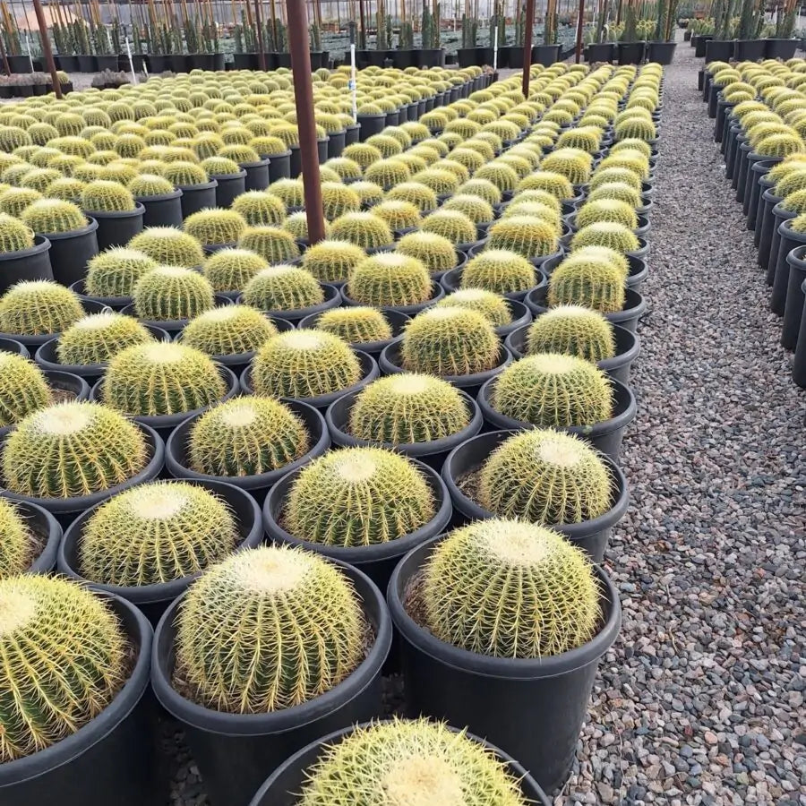 15 gallon Golden Barrel Cactus (Echinocactus grusonii) rows in nursery pots — Phoenix, AZ