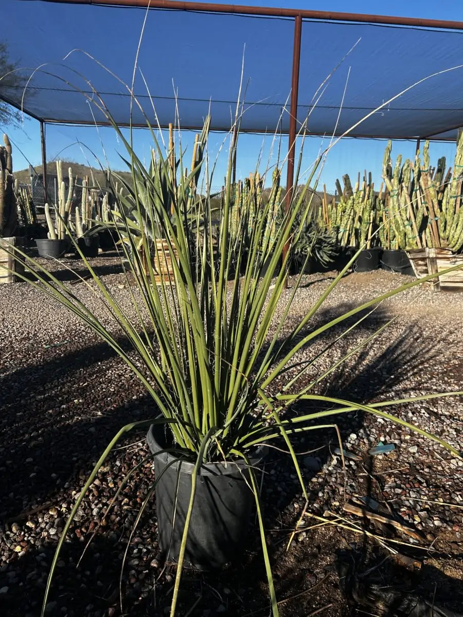 Giant Hesperaloe