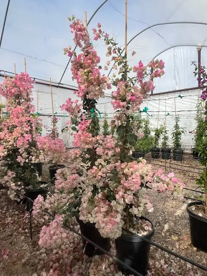 Pink Pearl Bougainvillea - Staked