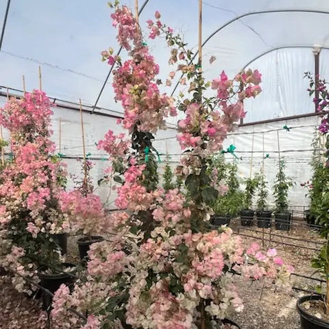 15 gallon Pink Pearl Bougainvillea Staked with soft pink bracts in nursery — Phoenix, AZ