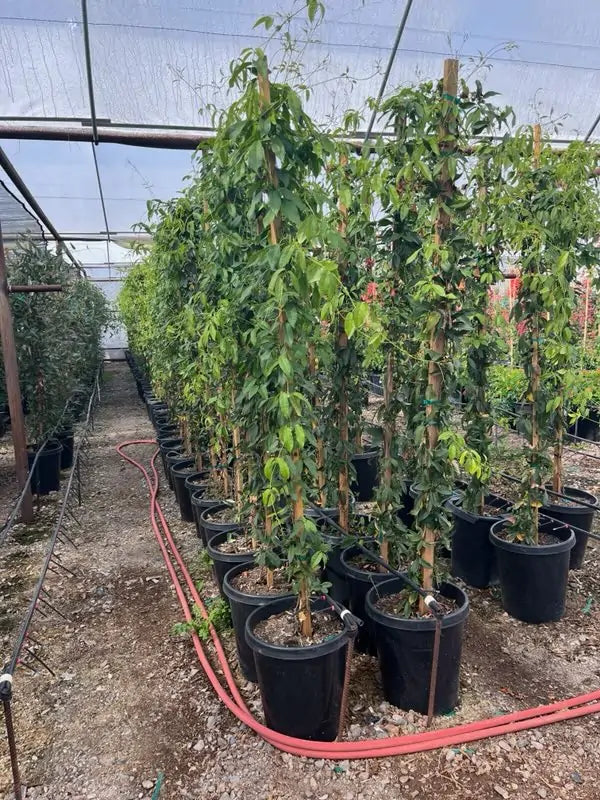 15 gallon Tangerine Beauty Cross Vine (Bignonia capreolata) plants on stakes in nursery greenhouse — Phoenix, AZ