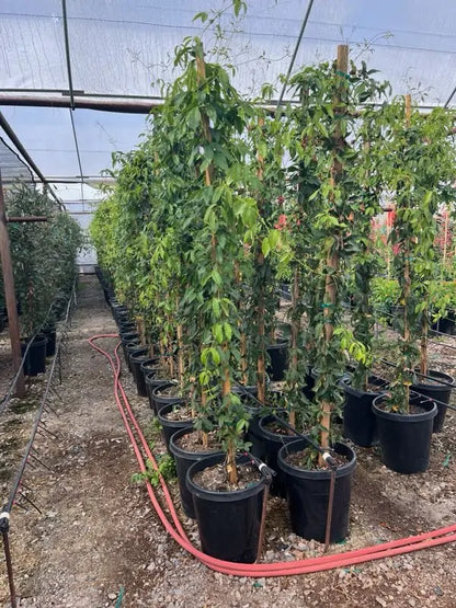 15 gallon Tangerine Beauty Cross Vine (Bignonia capreolata) plants on stakes in nursery greenhouse — Phoenix, AZ