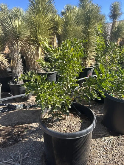 15 gallon Texas Mountain Laurel (Sophora secundiflora) in black nursery pot — Phoenix, AZ