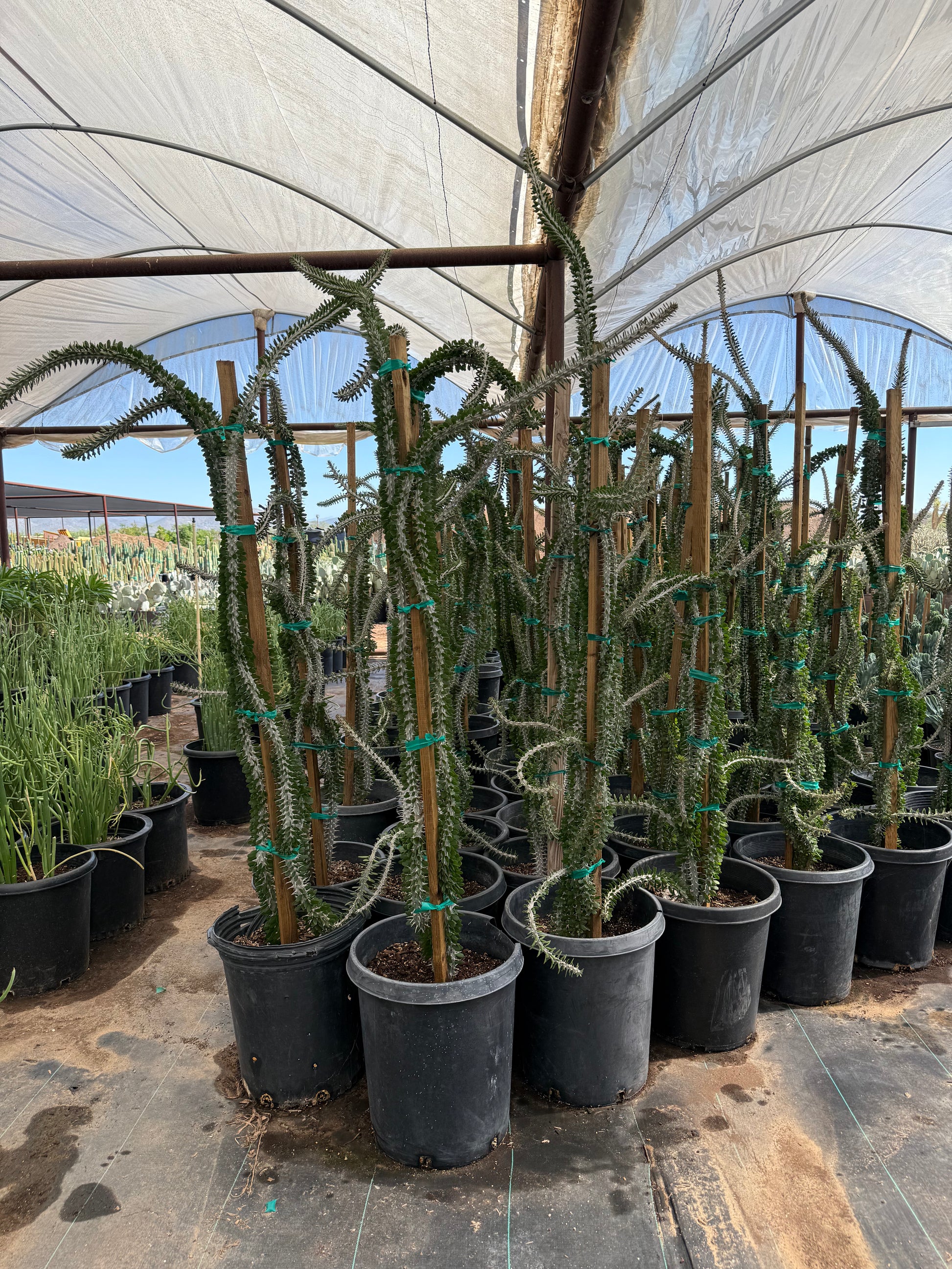 ocotillo succulent Buy African Ocotillo Phoenix, AZ | Alluaudia procera