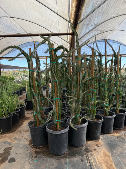 African Ocotillo