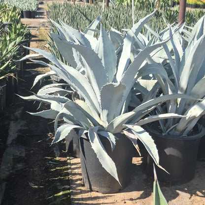 Agave americana 'Electric Blue'