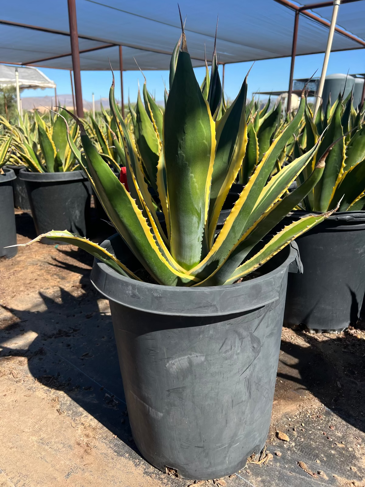 Agave 'Butterfingers'