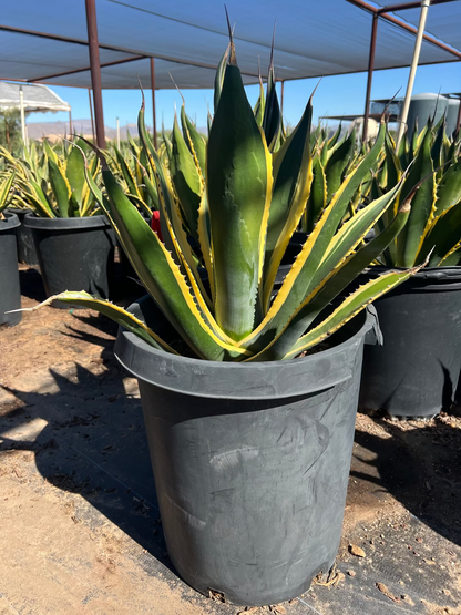 Agave 'Butterfingers'