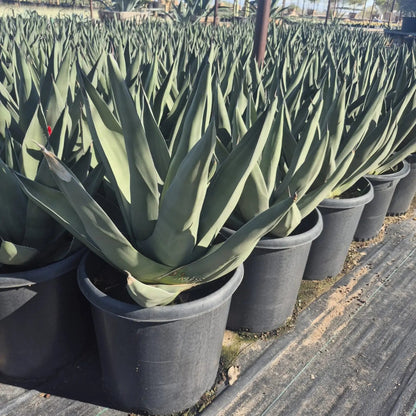Sharkskin Agave