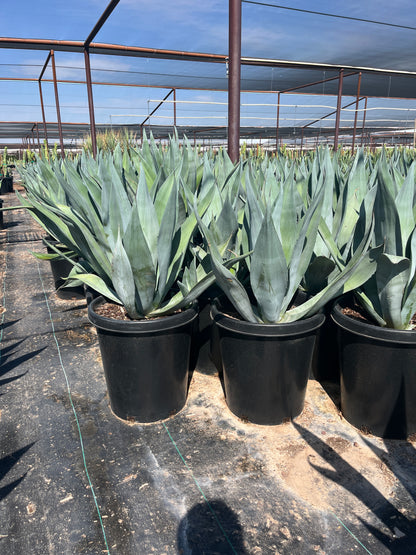 Big Boy Smooth Edge Agave CCF