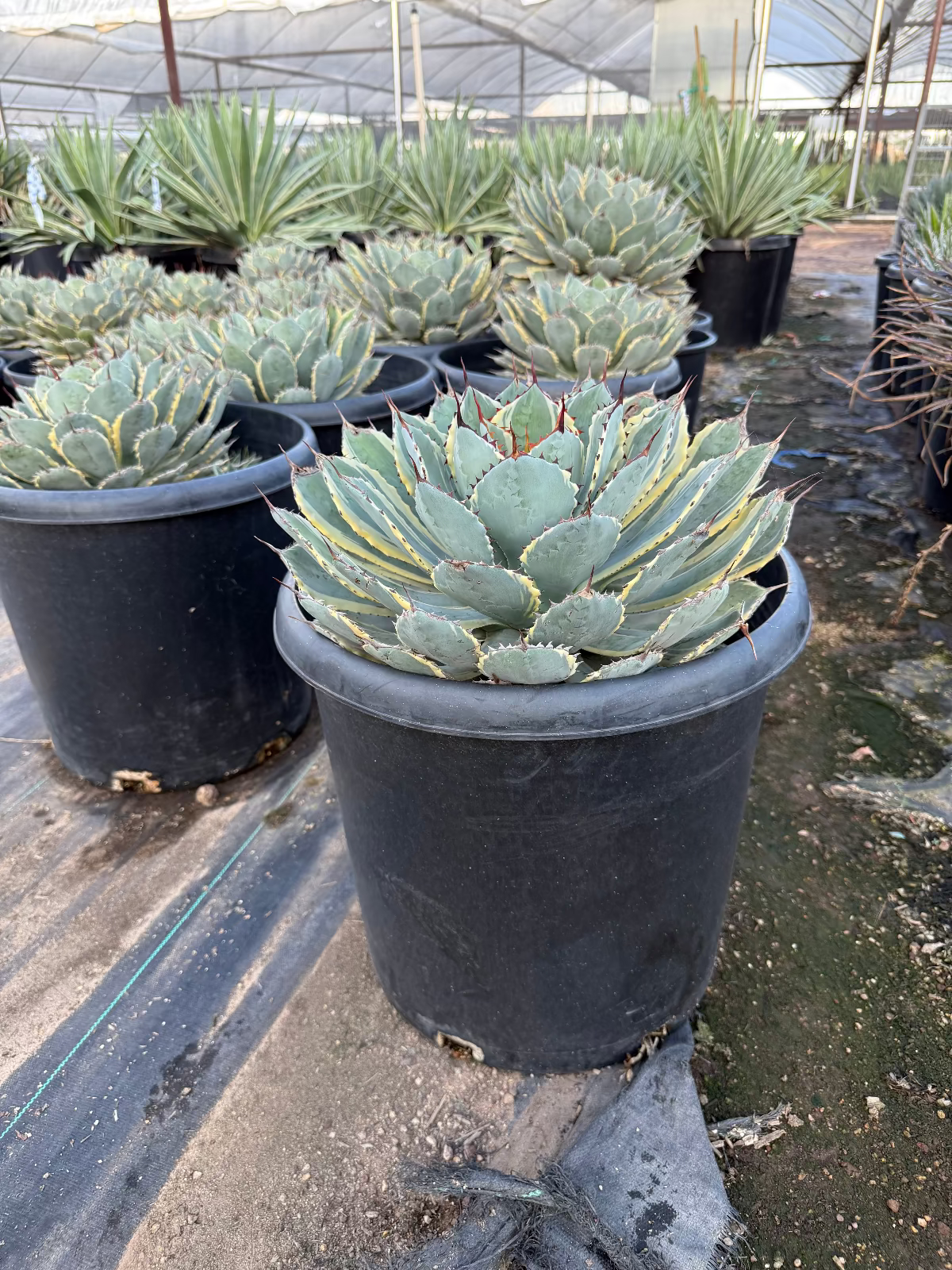 Agave Potatorum