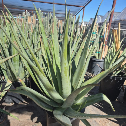 Aloe vera - orange