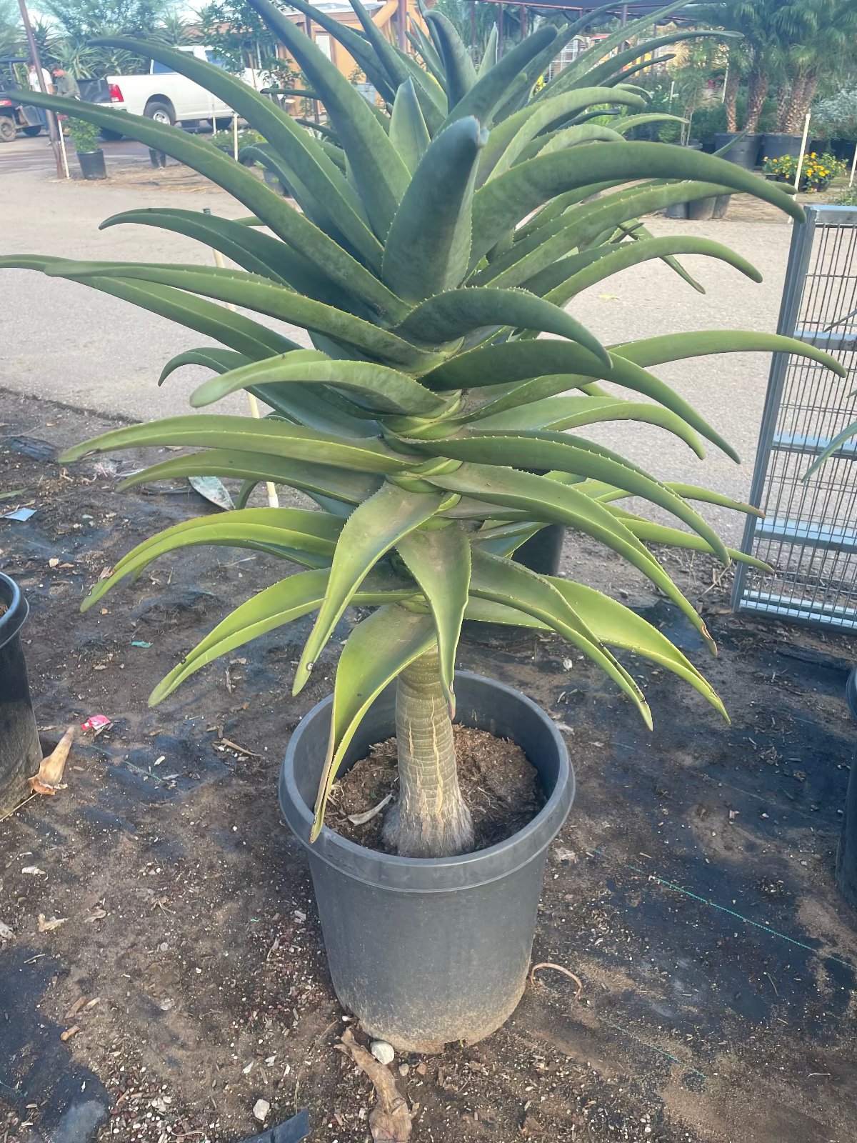 Hercules Tree Aloe