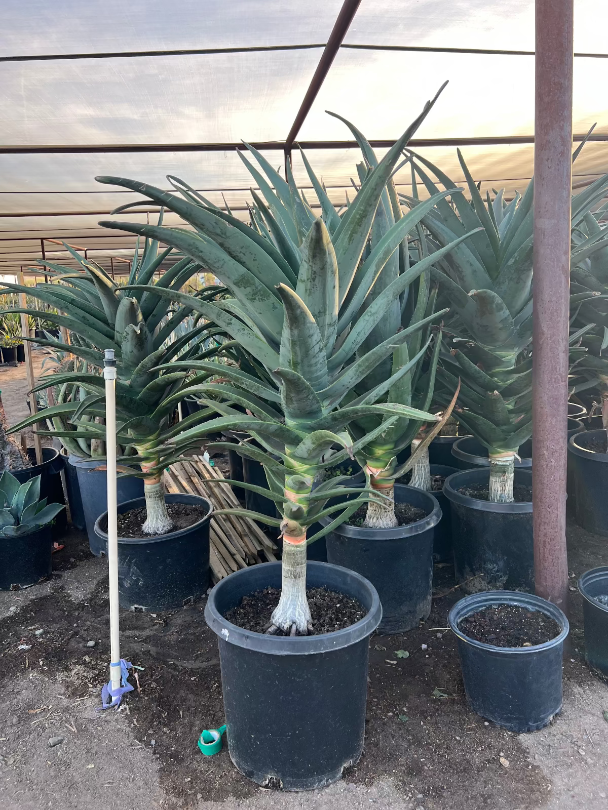 Tree Aloe/Torch Aloe