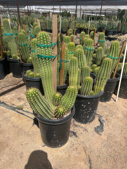 15 gallon Argentine Giant (Echinopsis candicans) in nursery pot — Phoenix, AZ