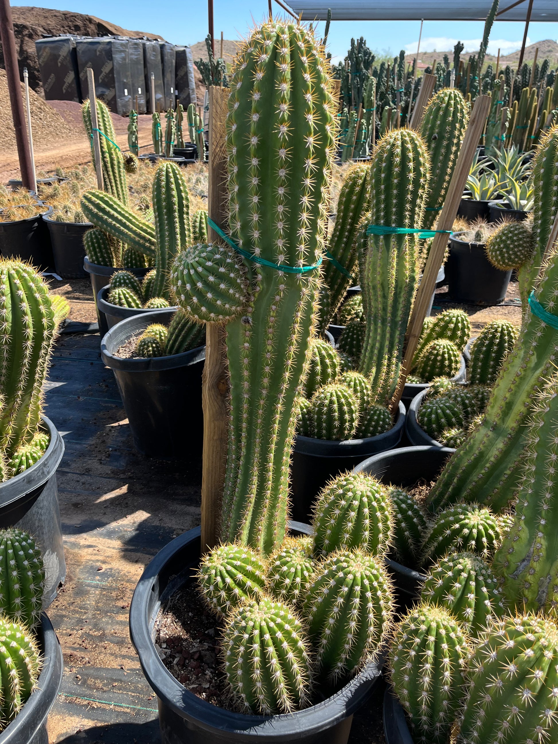 large cactus plants for indoors Buy Argentine Giant Cactus Phoenix, AZ | Echinopsis candicans