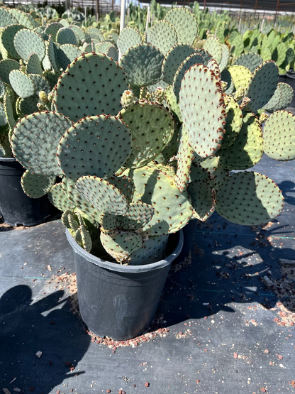 Blind Prickly Pear
