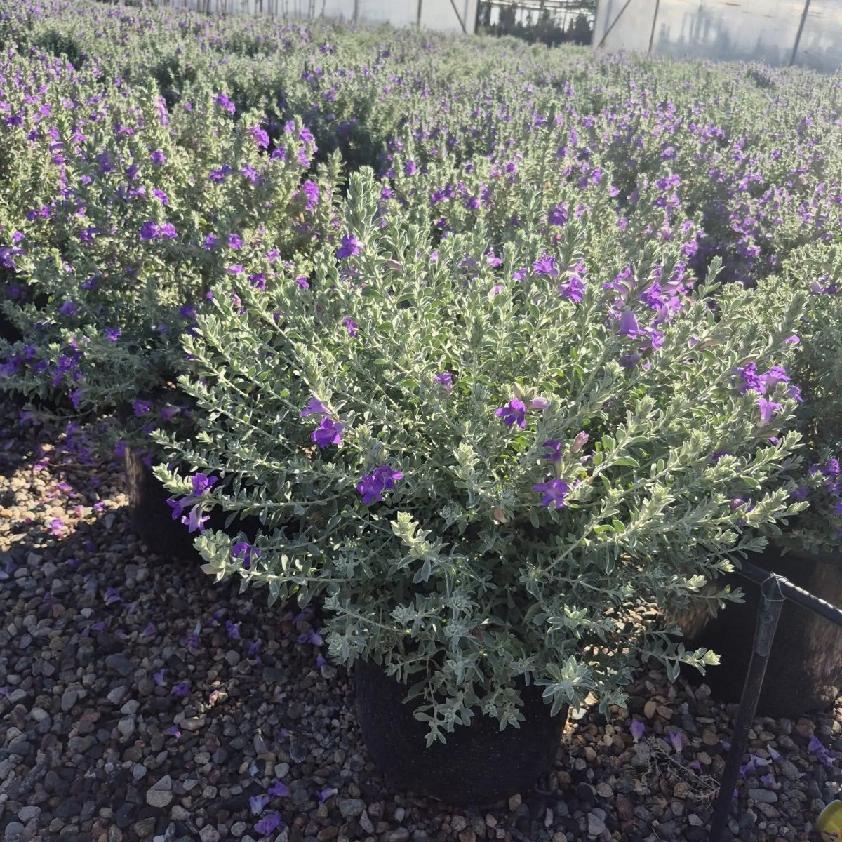 AZ Blue Bells Emu Bush