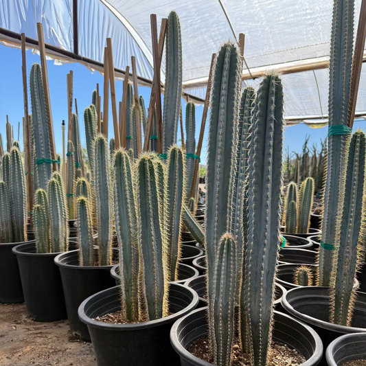 15 gallon Blue Ghost cactus (Pilosocereus azureus) blue columnar specimens in nursery pots — Phoenix, AZ