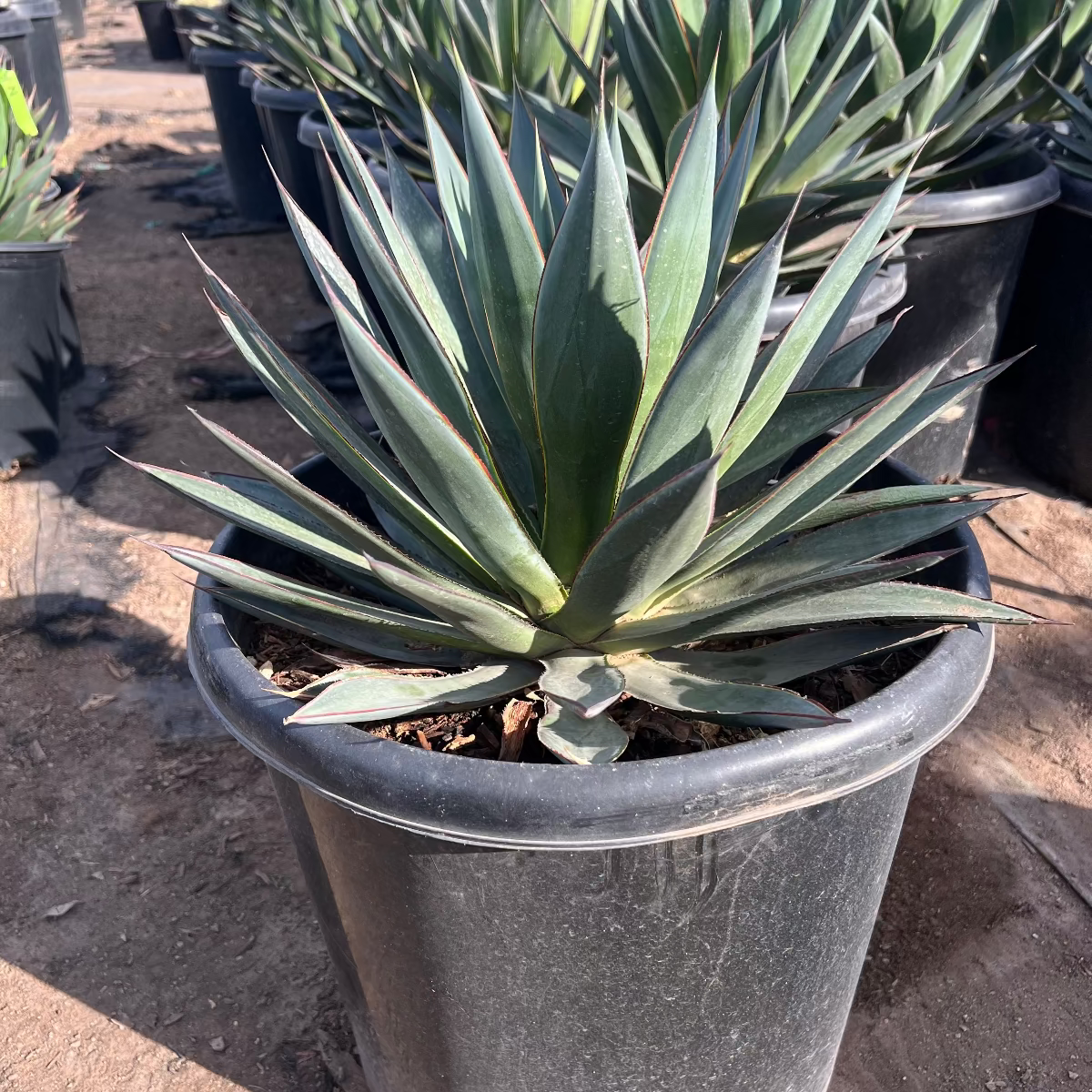 Blue Glow Agave