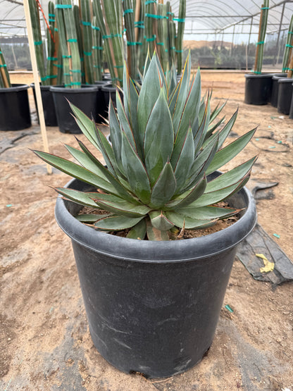 Blue Glow Agave