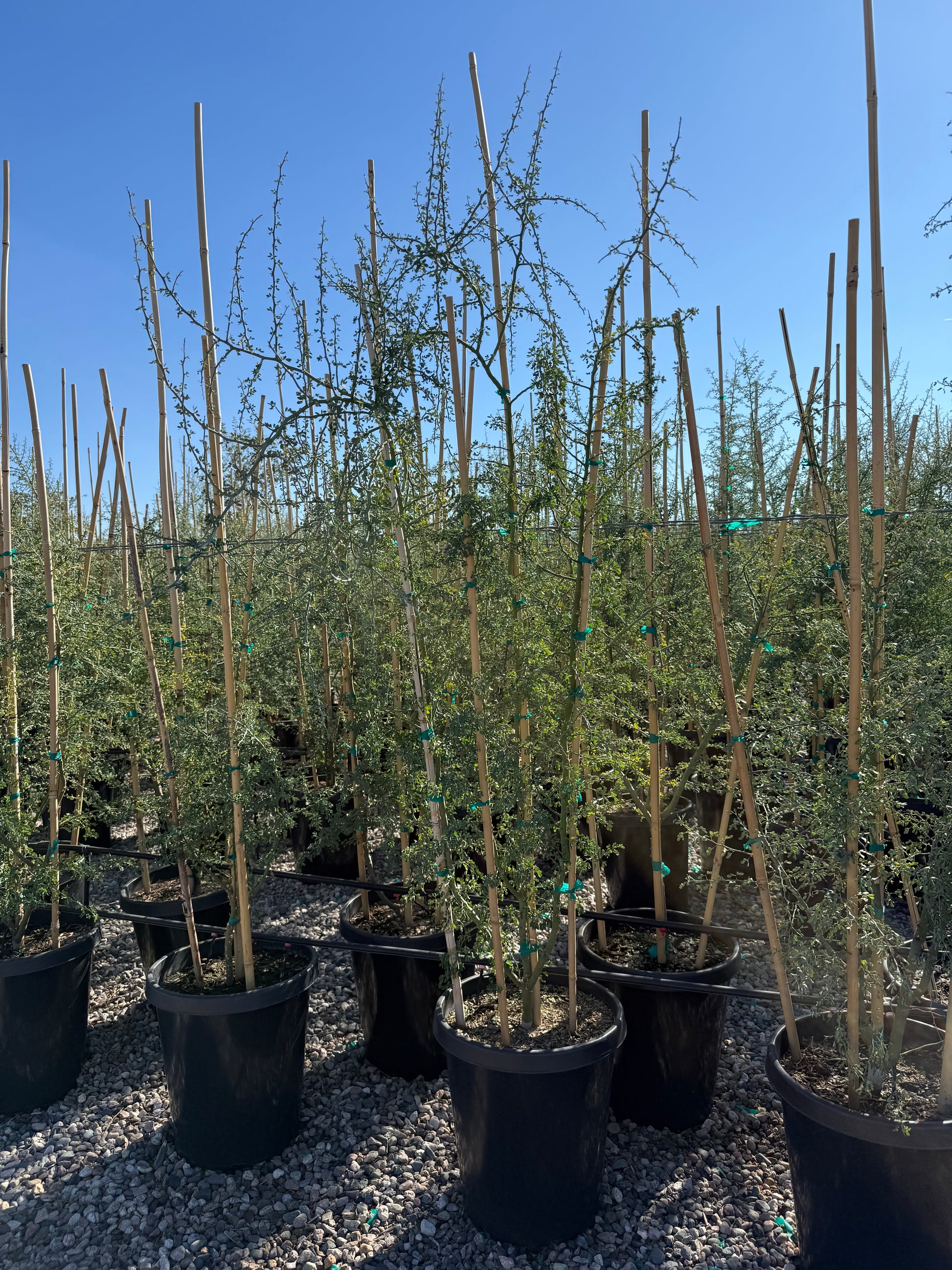 palo verde bonsai tree Buy Blue Palo Verde Phoenix, AZ | Parkinsonia florida