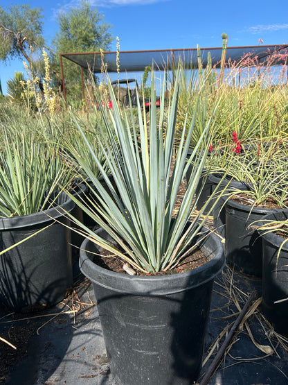 Blue Yucca