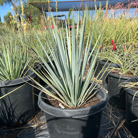 15 gallon Blue Yucca (Yucca rigida) with silver-blue leaves in nursery pot — Phoenix, AZ