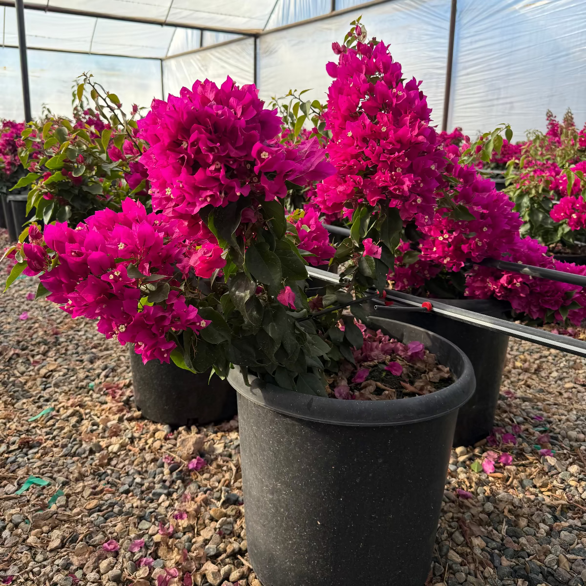 Alexandra Bougainvillea