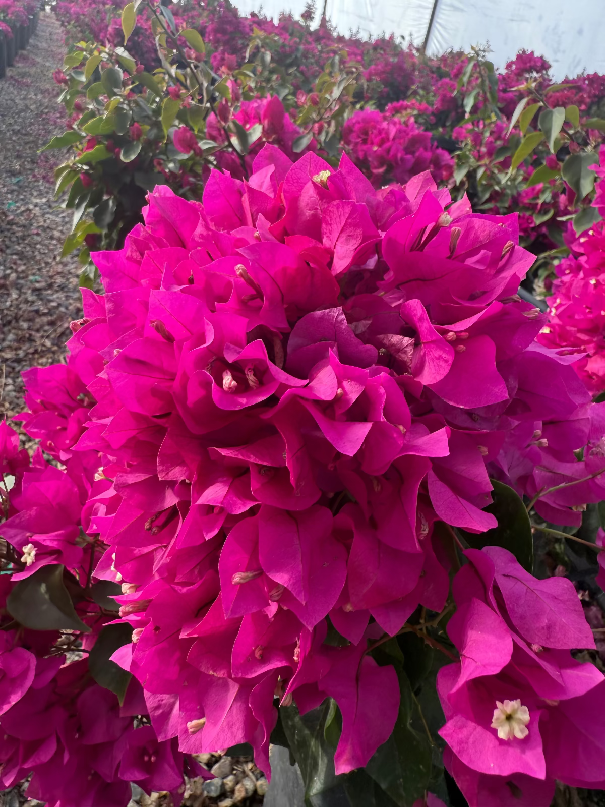 Alexandra Bougainvillea
