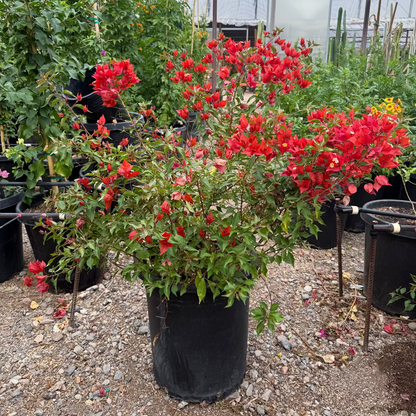 Flame Bougainvillea