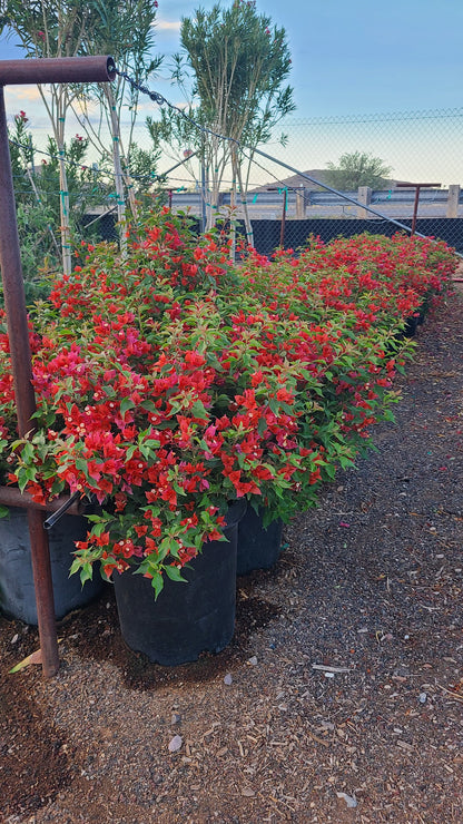 Flame Bougainvillea