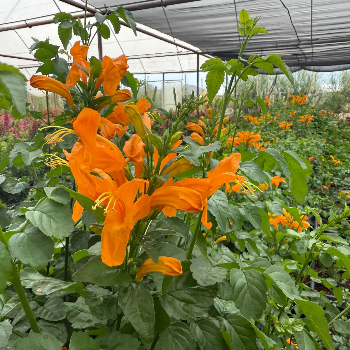 15 gallon Cape Honeysuckle Yellow (Tecoma capensis Aurea) with bright orange-yellow flowers in nursery — Phoenix, AZ
