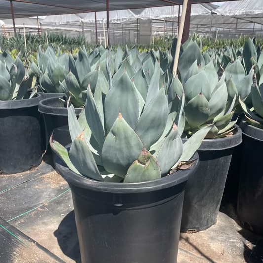 Agave celsii 'nova'
