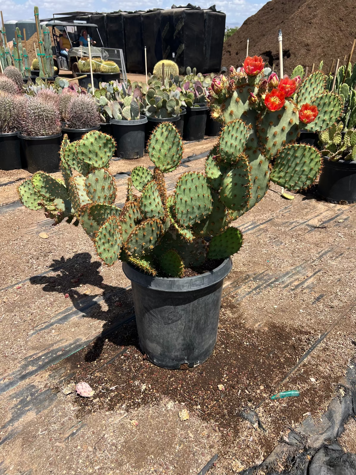 Chenille Prickly Pear