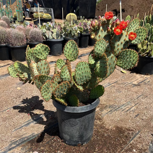 15 gallon Chenille Prickly Pear (Opuntia aciculata) with orange-red blooms in nursery pot — Phoenix, AZ