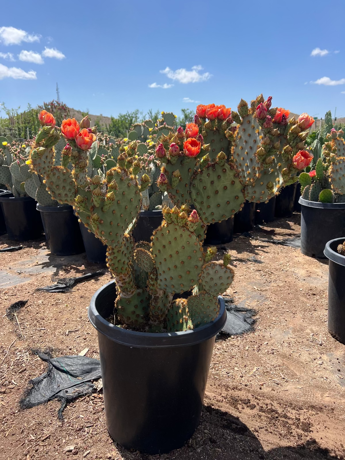 Chenille Prickly Pear
