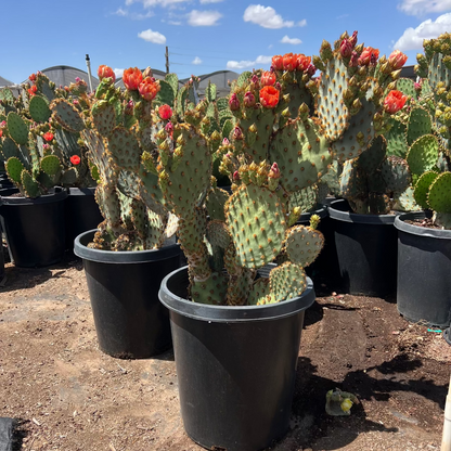 Chenille Prickly Pear