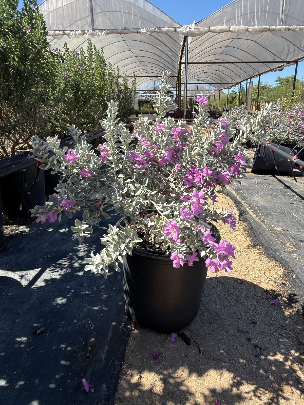 Leucophyllum frutescens ‘Convent’