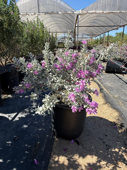 Leucophyllum frutescens ‘Convent’