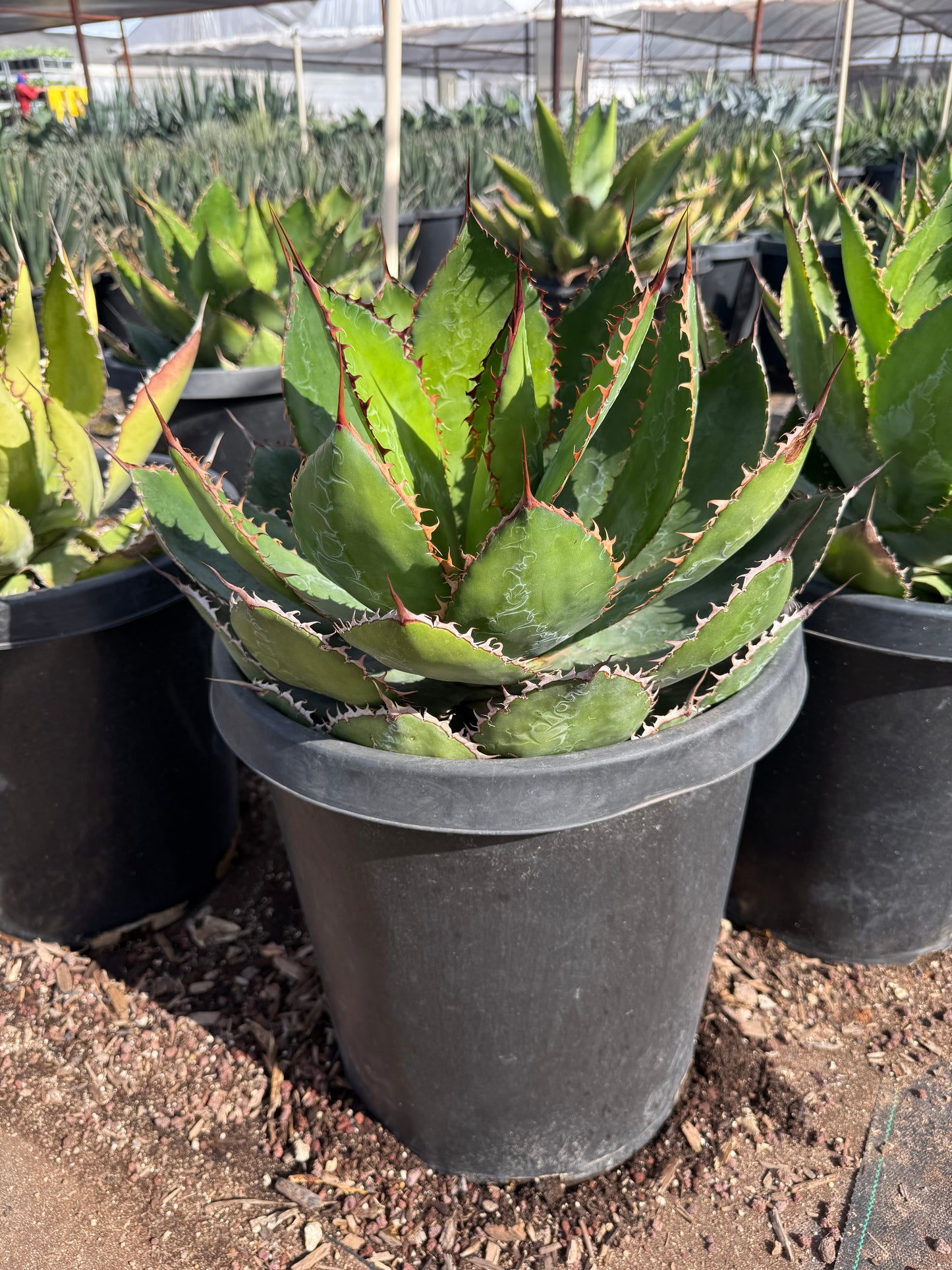 Cowhorn Agave