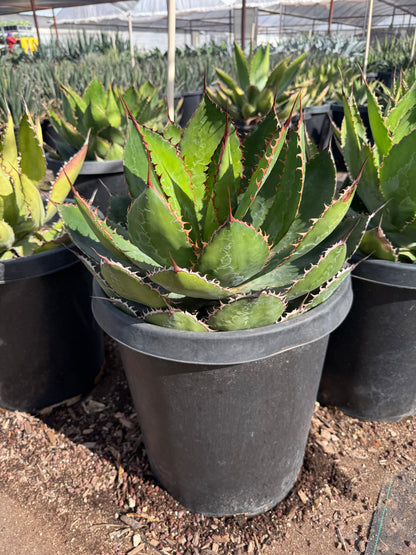 Cowhorn Agave