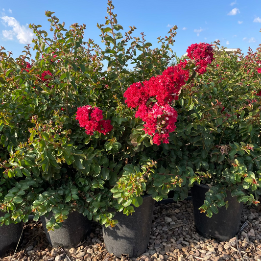 15 gallon Crape Myrtle Bush (Lagerstroemia) with red blooms in nursery pots — Phoenix, AZ