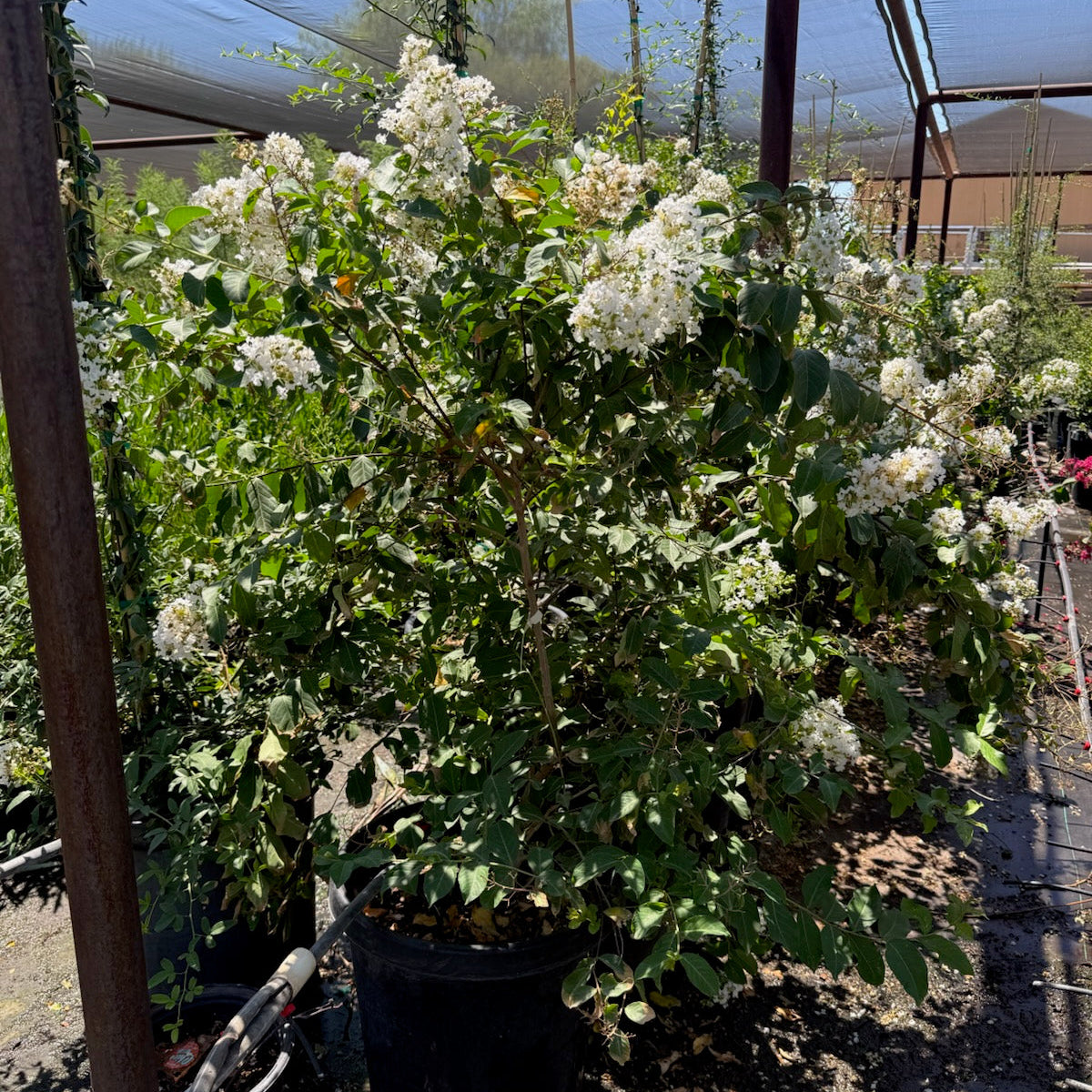 White Crape Myrtle