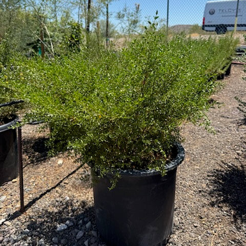 Creosote