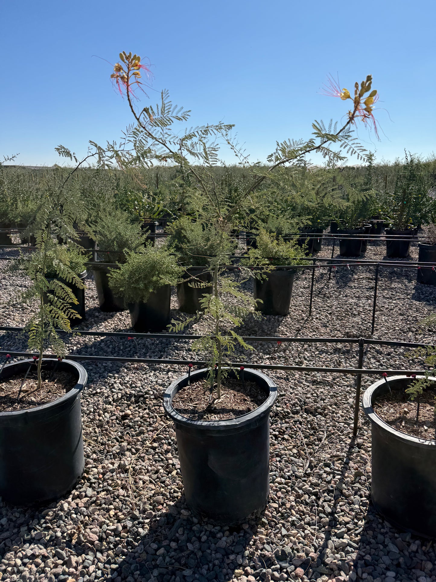 Desert Bird of Paradise